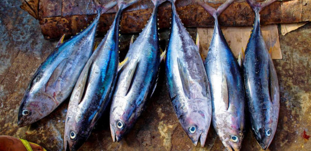 Sindrome De Haff : Conheça doença causada por toxina do peixe que matou ...