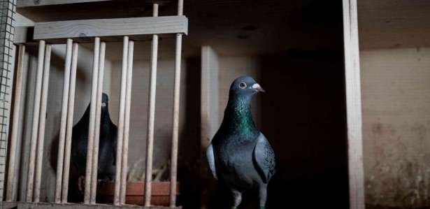 Pigeon racing is the first sport to return to England.