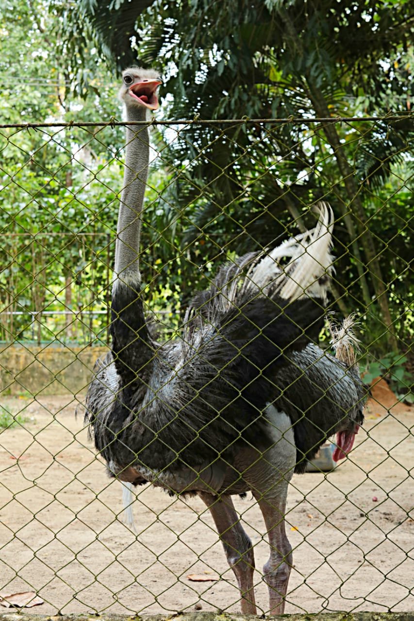 TIÃO SIQUEIRA/JC IMAGEM