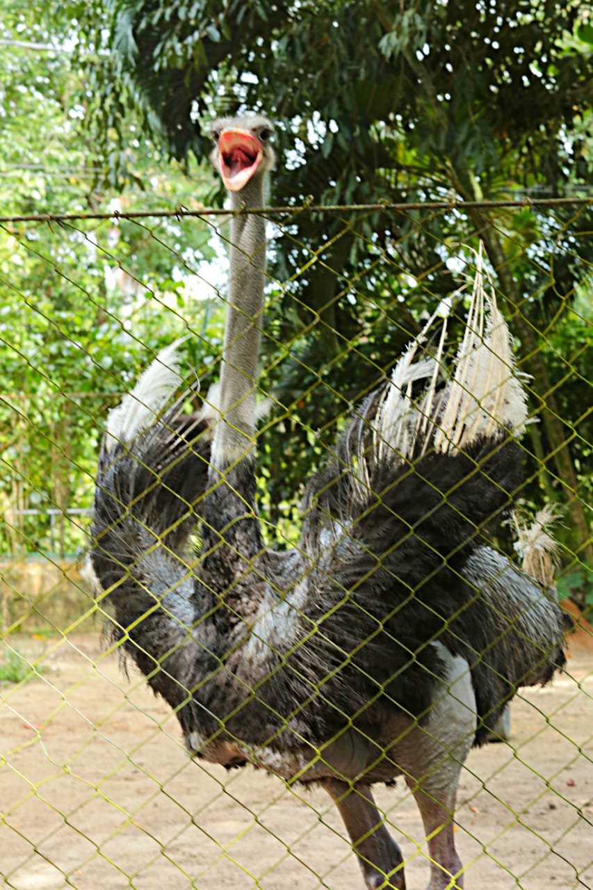 TIÃO SIQUEIRA/JC IMAGEM