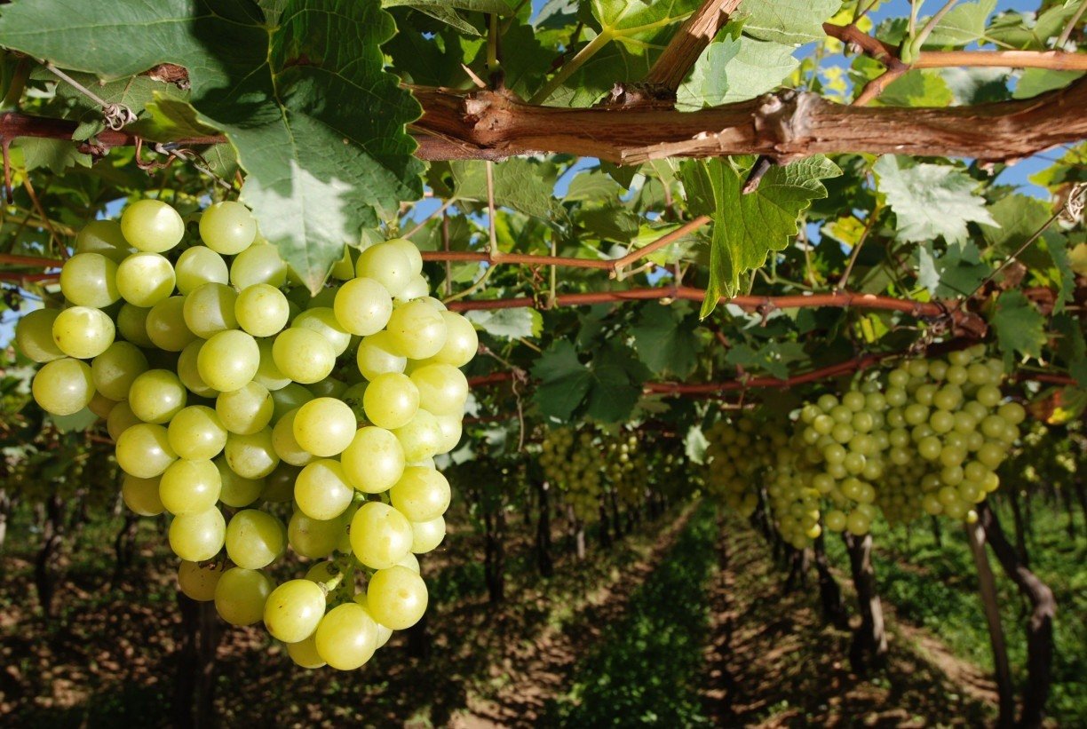 Cadeia produtiva de Pernambuco vê redução de tarifas dos EUA como positiva, mas insuficiente