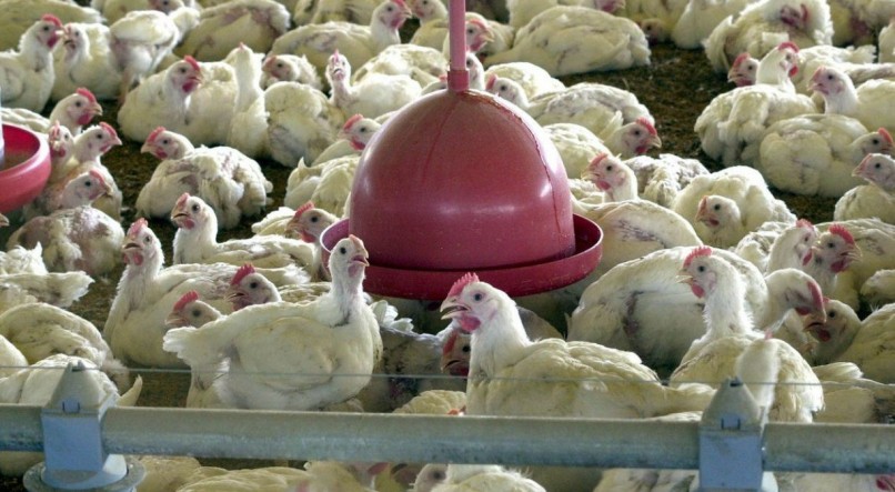 China extinguiu a tarifa antidumping sobre o frango brasileiro