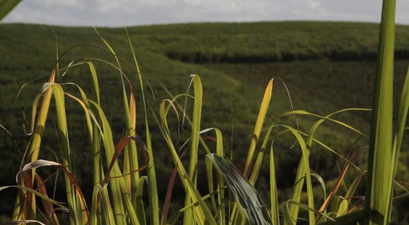 CAMPO A agropecuária registrou um aumento de 5% em 2021, com destaque para as lavouras temporárias, que registraram um aumento de 14,3%