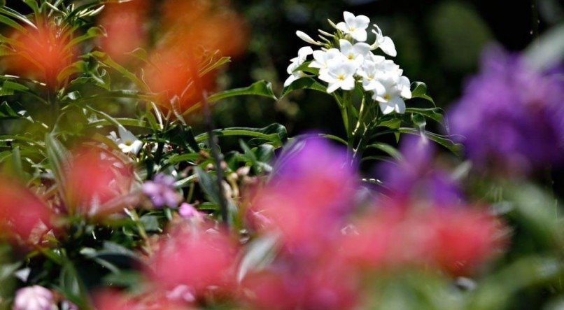 Primavera se inicia nesta quinta-feira (22)