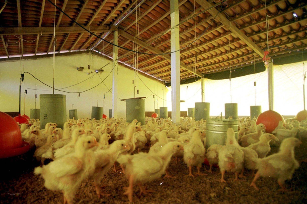At&eacute; o momento, as exporta&ccedil;&otilde;es de carne de frango do Brasil est&atilde;o suspensas para 21 destinos