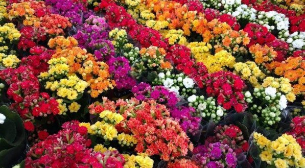Confira lista de plantas que n&atilde;o precisam de sol frequente