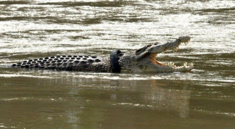 O homem estava em uma &aacute;rea de mangue infestada de crocodilos no extremo norte da Austr&aacute;lia