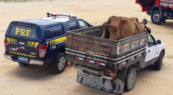 Motorista autuado por maus-tratos de animais em Garanhuns 