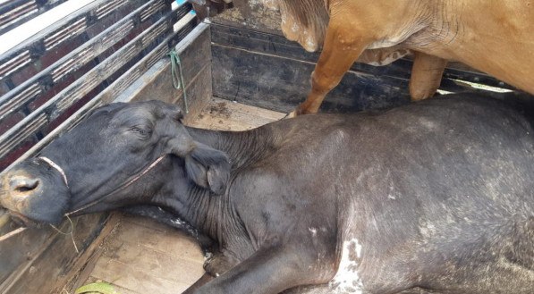 Motorista autuado por maus-tratos de animais em Garanhuns
