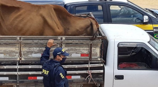 Motorista autuado por maus-tratos de animais em Garanhuns 