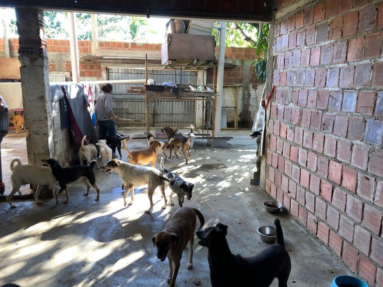 Abrigo no Grande Recife precisa de ajuda para manter 400 animais de rua