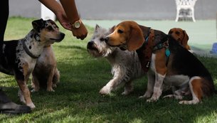 pets