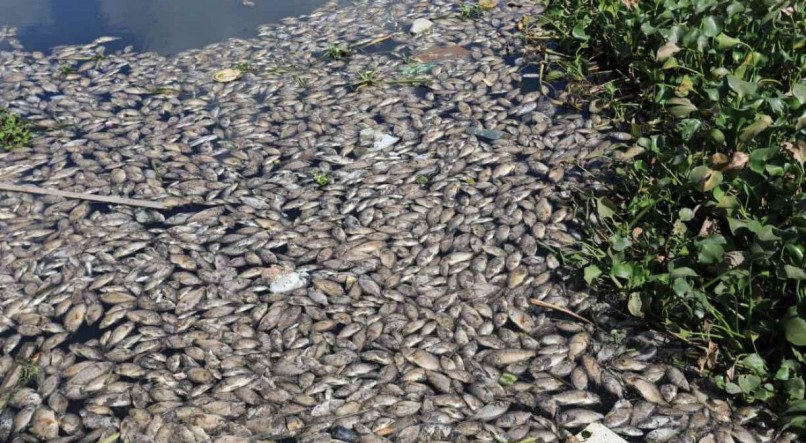 Peixes mortos no Canal do Fragoso na manh&atilde; desta quarta-feira (10)