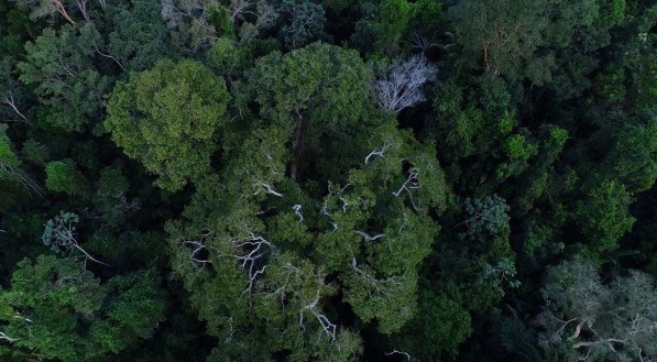 Desmatamento na floresta amazônica é preocupação global