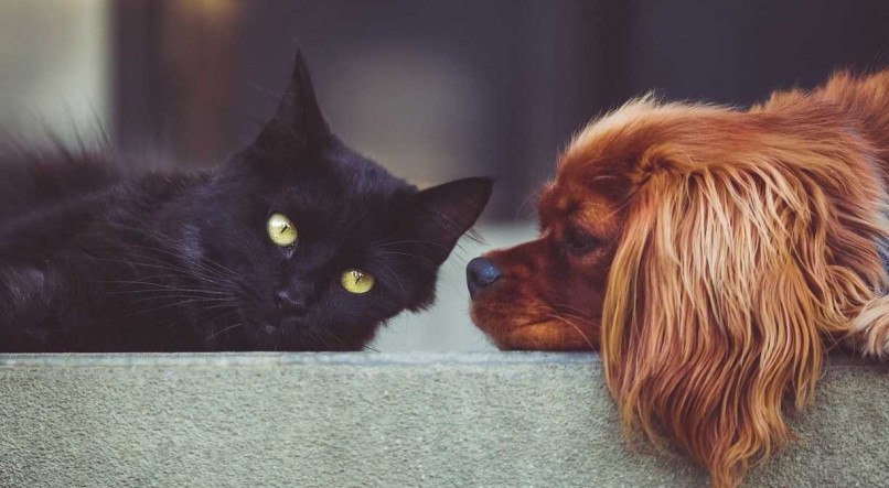 Donos de gatos e cachorros t&ecirc;m personalidades distintas, segundo estudo