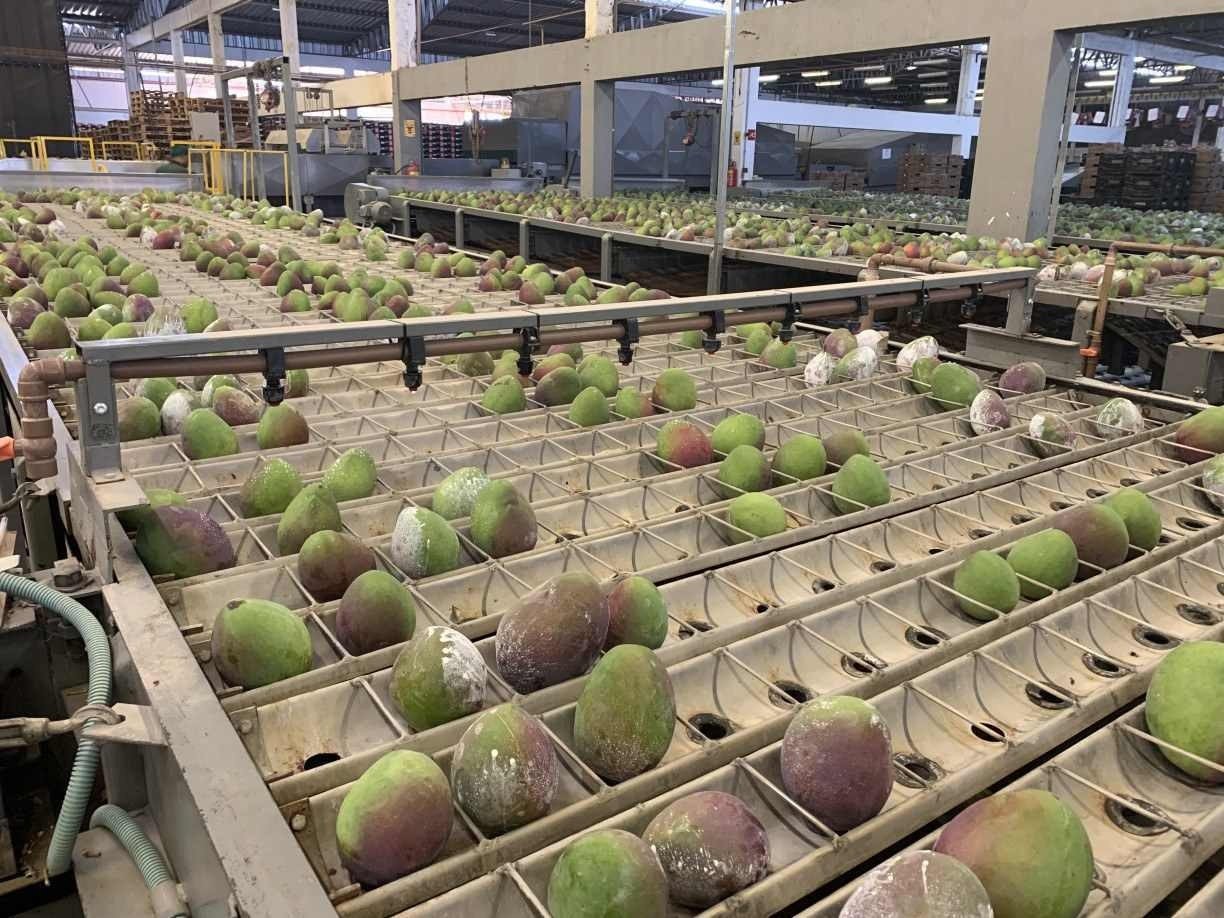 O Vale do São Francisco representa 37% das exportações brasileiras