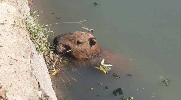 Capivara é vista dentro do canal da Avenida Agamenon Magalhães, no Recife