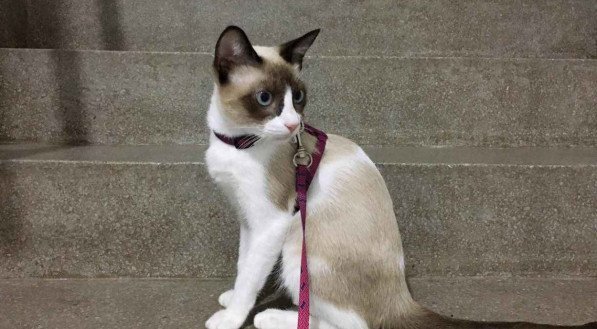 Gatos podem passear com coleira? Assista a vídeos, veja opiniões de especialistas e confira dicas