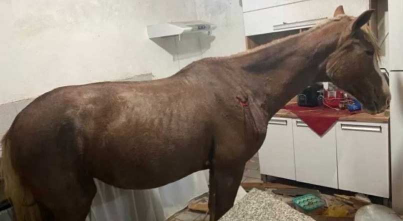 Cavalo cai do teto da cozinha em Presidente Prudente - SP 