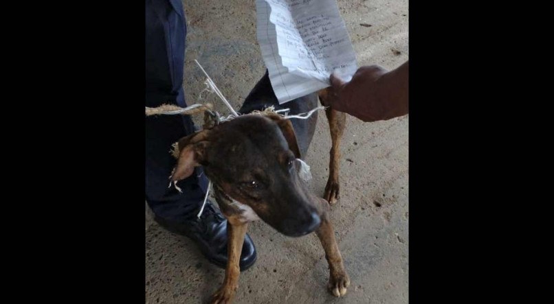 Comunicado oficial &eacute; acompanhado por uma foto que mostra um cachorro marrom e magrelo nas m&atilde;os de uma pessoa uniformizada que mostra uma carta