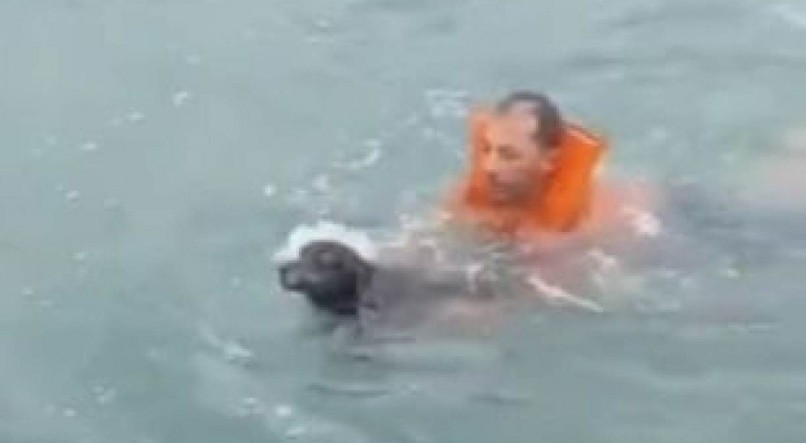 O marinheiro Marcelo Germano saltou na &aacute;gua para salvar o cachorro do afogamento.

