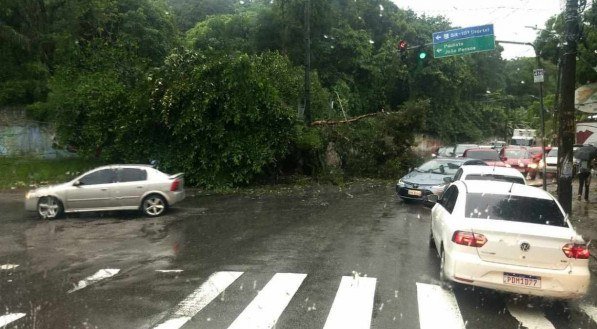 &Aacute;rvore cai em Dois Irm&atilde;os