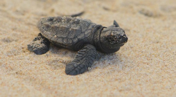 Para acompanhar o nascimento das tartarugas marinhas basta entrar em contato com a ONG Ecoassociados