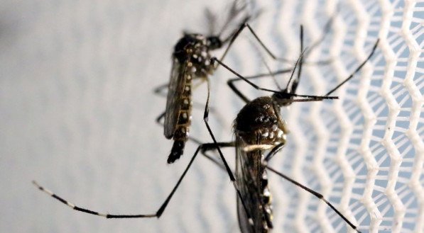 Dengue, zika e chicungunha s&atilde;o transmitidas pela f&ecirc;mea adulta do mosquito Aedes aegypti