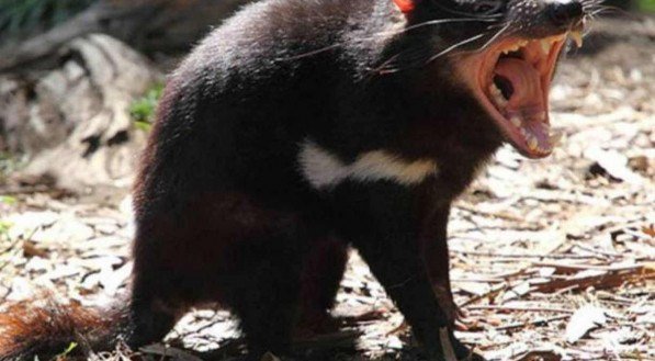 Filhotes de dem&ocirc;nio-da-tasm&acirc;nia nascem na Austr&aacute;lia ap&oacute;s 3 mil anos de extin&ccedil;&atilde;o