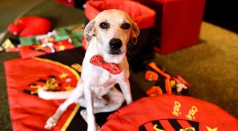 O cachorro Colher de Pau &eacute; o xod&oacute; da torcida nos jogos na Ilha do Retiro. 