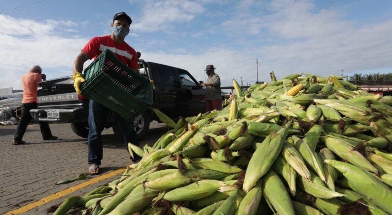  Procura pelo milho verde no Centro de Abastecimento e Log&iacute;stica de Pernambuco (Ceasa-PE)