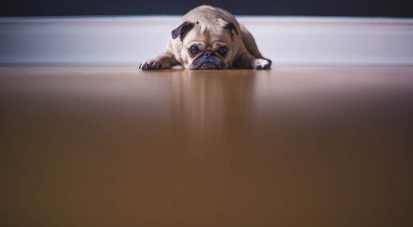 Pets sentem saudades? Saiba como os cães e gatos reagem à morte do tutor