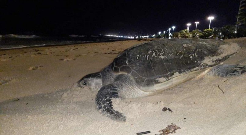 De maio a julho &eacute; o per&iacute;odo em que as tartarugas-oliva desovam na praia