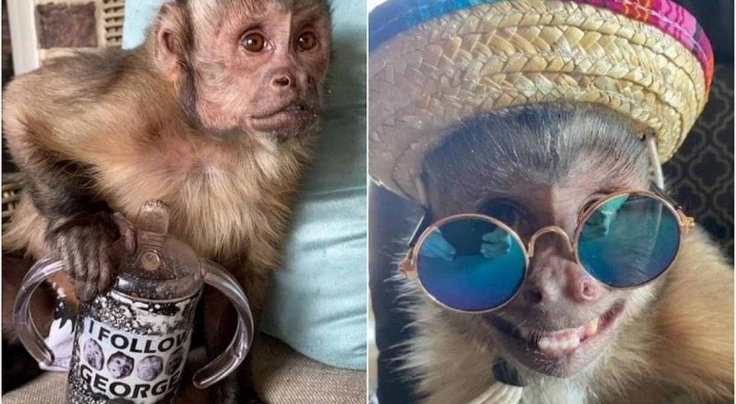 O macaco capuchino George morreu nesta segunda-feira (7) enquanto fazia um check-up de rotina no veterin&aacute;rio
