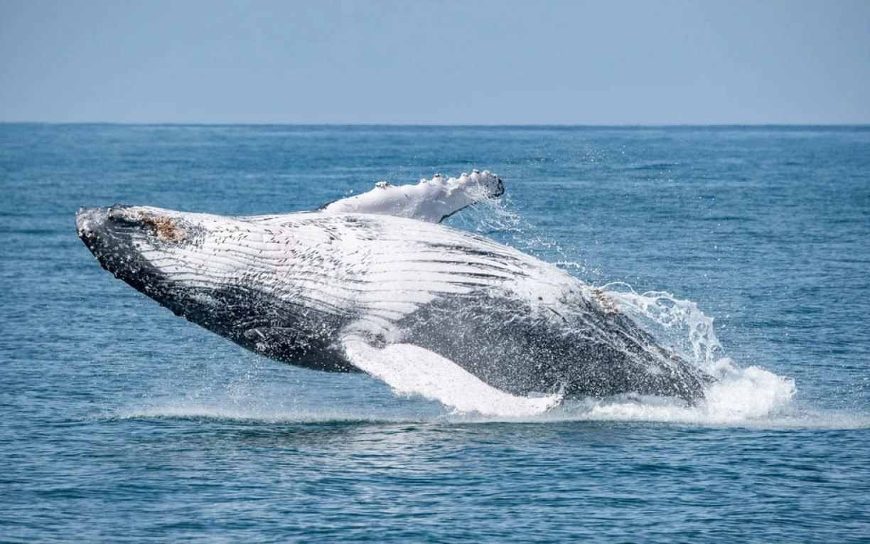Ilhabela dá início a temporada para ver golfinhos e baleias