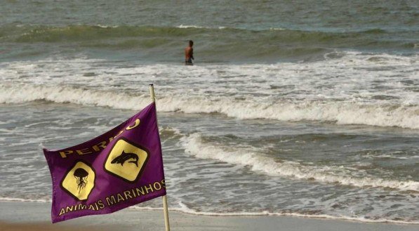 Pesquisador pede interdição de trechos de praias por risco de ataque de tubarão no Grande Recife
