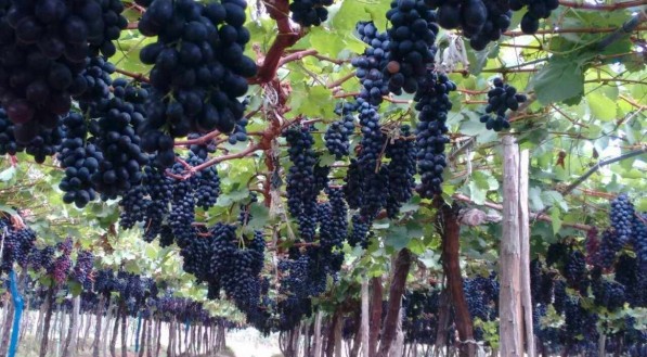 Petrolina &eacute; o maior exportador de uvas do Brasil 