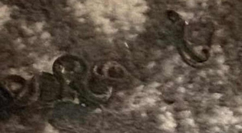 Mam&atilde;e cobra e 17 filhotes rec&eacute;m-nascidos s&atilde;o encontrados embaixo do cama, na Ge&oacute;rgia, EUA