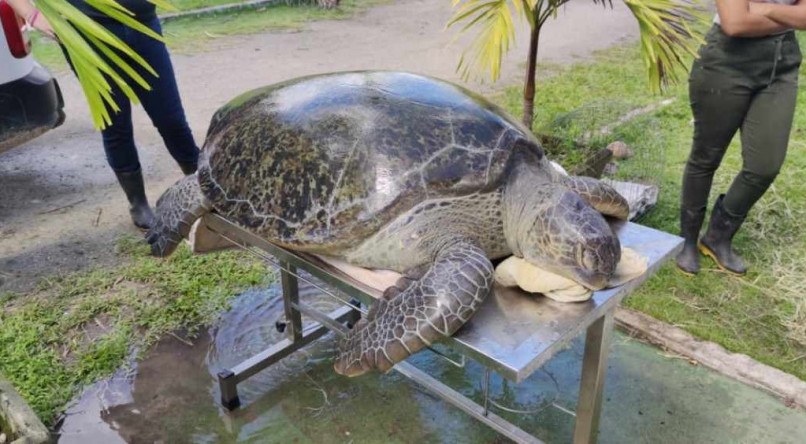 O animal foi resgatada em Itamarac&aacute;, no Grande Recife