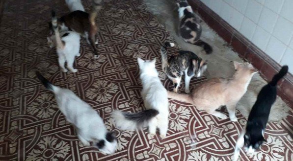 ABRIGO EU AMO ANIMAIS/DIVULGAÇÃO