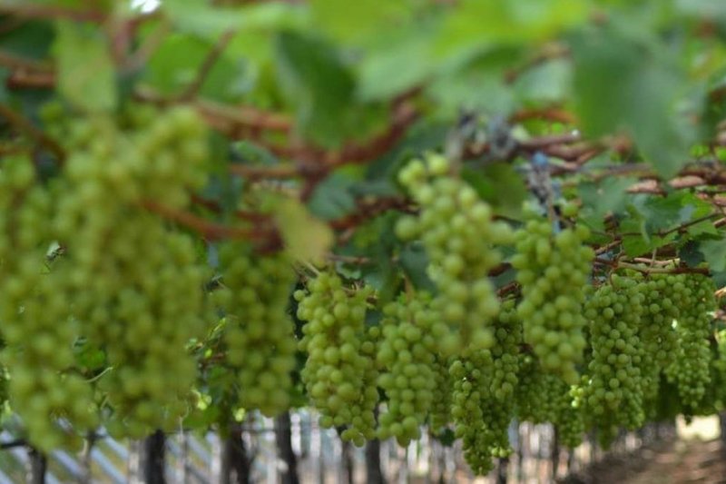 Vale do São Francisco concentra quase toda a manga e uva exportadas pelo Brasil