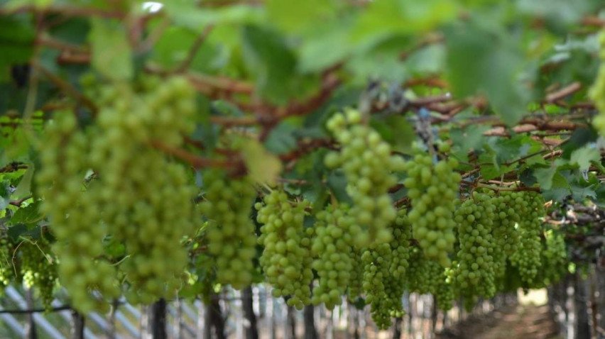 Vale do São Francisco concentra quase toda a manga e uva exportadas pelo Brasil