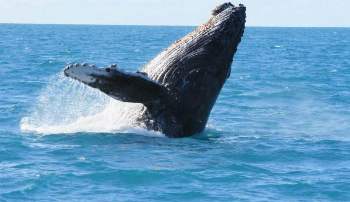 Salvador promove primeira temporada de turismo de observação de baleias em espetáculo da natureza