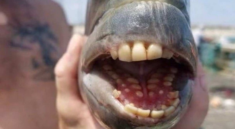 No Brasil, o animal &eacute; chamado de sargo-de-dentes
