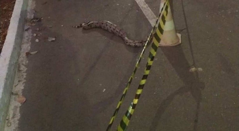 Uma cobra come uma iguana e para pista de um parque em Palmas