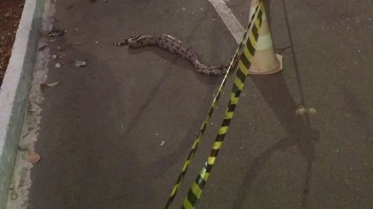 Parque fecha pista por três horas para que uma cobra pudesse comer uma iguana