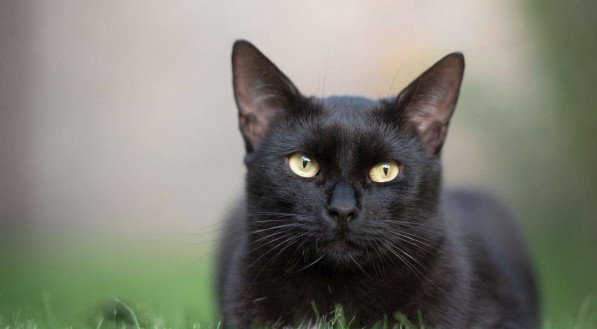 SEXTA-FEIRA 13: Gato preto &eacute; um dos principais s&iacute;mbolos da data