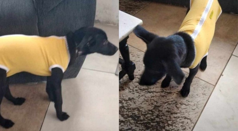 Cachorrinho Black, de sete meses