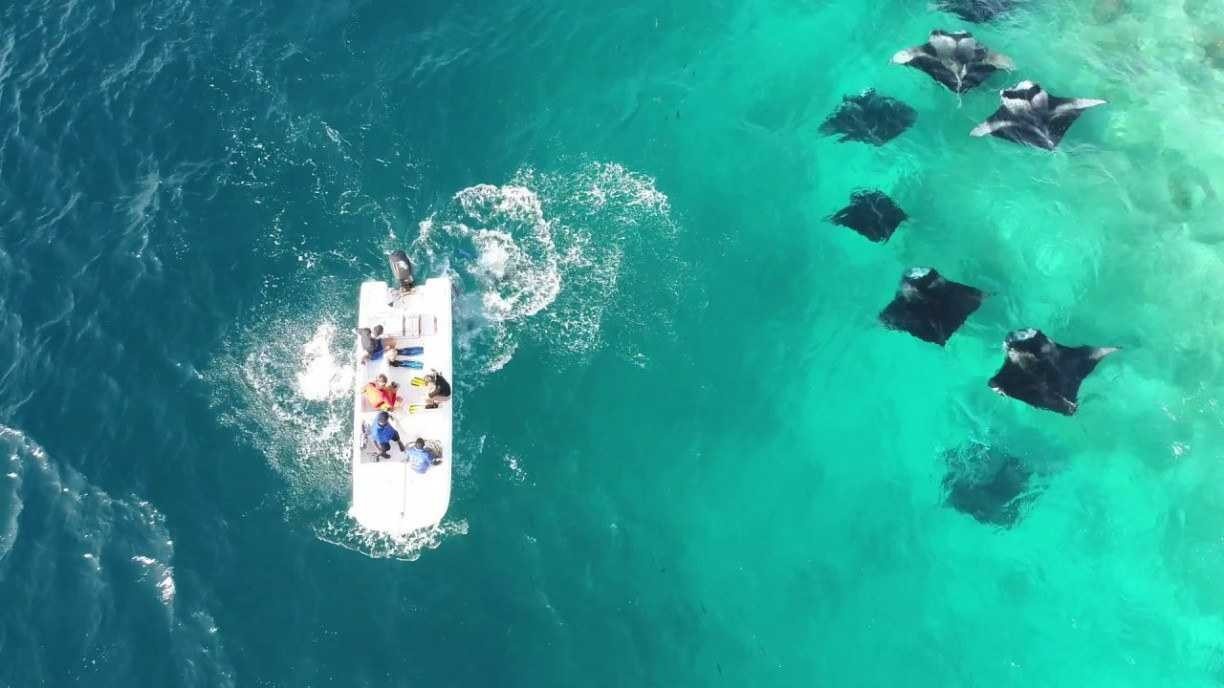 Área protegida da UNESCO nas Maldivas proporciona mergulho com arraias gigantes