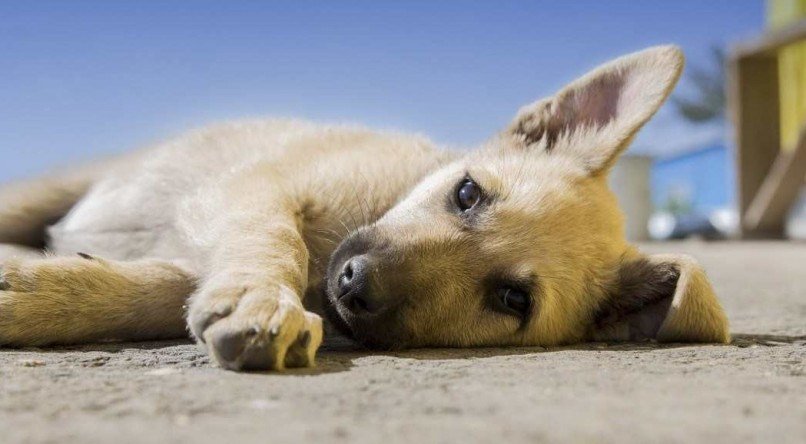 Ao perceber qualquer sintoma fora do normal, a recomenda&ccedil;&atilde;o &eacute; procurar um m&eacute;dico- veterin&aacute;rio